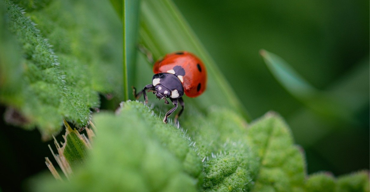 Ladybird 